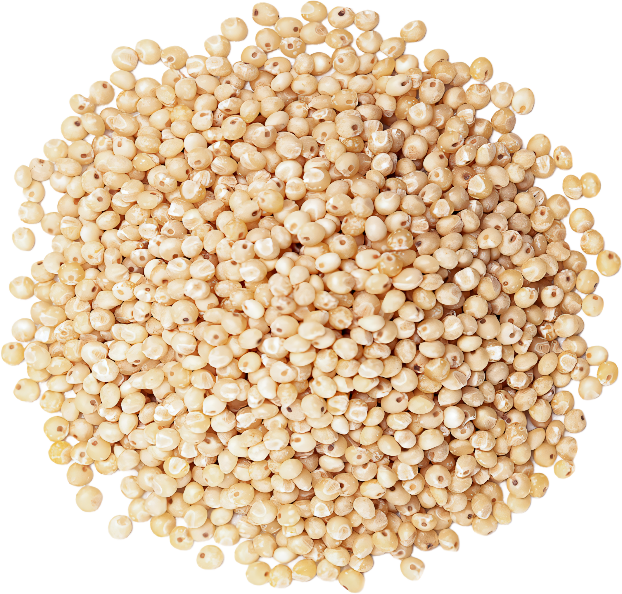 Sorghum